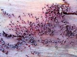 Cribraria cancellata var. cancellata image
