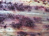 Cribraria cancellata var. cancellata image