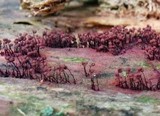 Cribraria cancellata var. cancellata image