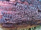 Cribraria cancellata var. cancellata image