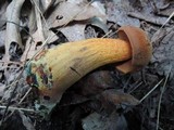 Boletus luridus image