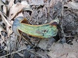 Boletus luridus image