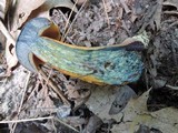 Boletus luridus image