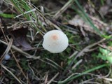 Lepiota cristata image