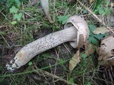 Leccinum duriusculum image
