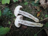 Leccinum duriusculum image