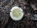 Russula clavipes image