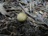 Russula clavipes image