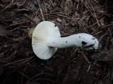 Russula clavipes image