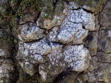 Acrocordia gemmata image