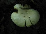 Clitopilus prunulus image
