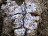 Acrocordia gemmata image