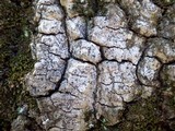 Acrocordia gemmata image