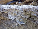 Lecanora rupicola var. rupicola image