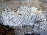 Lecanora rupicola var. rupicola image