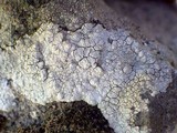 Lecanora rupicola var. rupicola image