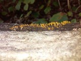 Calocera cornea image