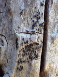 Opegrapha herbarum image