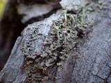 Cladonia fimbriata image