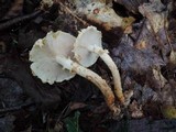 Pholiota squarrosoides image