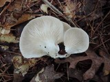 Pleurotus pulmonarius image