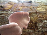 Fomitopsis cajanderi image