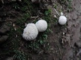 Lycoperdon curtisii image