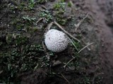 Lycoperdon curtisii image