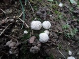 Lycoperdon curtisii image