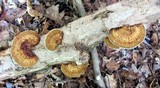 Daedaleopsis confragosa image