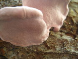 Fomitopsis cajanderi image