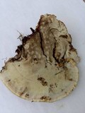 Ganoderma sessile image