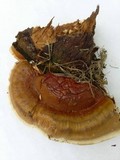 Ganoderma sessile image