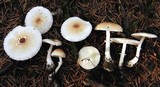 Leucoagaricus rubrotinctus image
