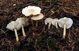 Rhodocollybia butyracea image