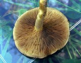Pholiota terrestris image