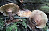 Tapinella atrotomentosa image