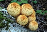 Pholiota squarrosoides image