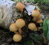 Pholiota squarrosoides image