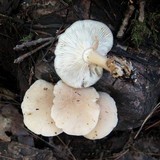 Hypsizygus marmoreus image