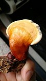 Ganoderma curtisii image