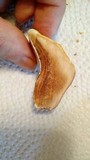 Ganoderma curtisii image