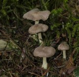 Gymnopus peronatus image