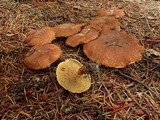 Suillus lakei var. pseudopictus image
