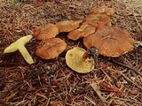 Suillus lakei var. pseudopictus image