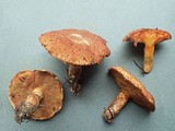 Suillus lakei image