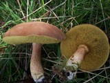 Boletus subtomentosus image