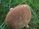 Boletus subtomentosus image