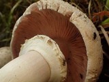 Agaricus moelleri image