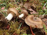 Russula sororia image